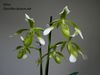 Paphiopedilum haynaldianum var alba (Orchid Inn) 